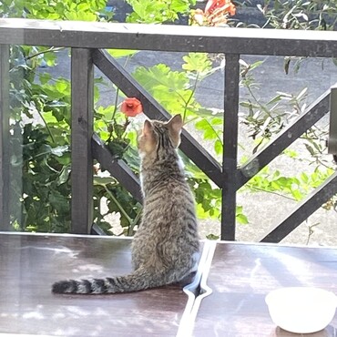 優しい里親さんが見つかって良かったね♡