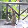 優しい里親さんが見つかって良かったね♡
