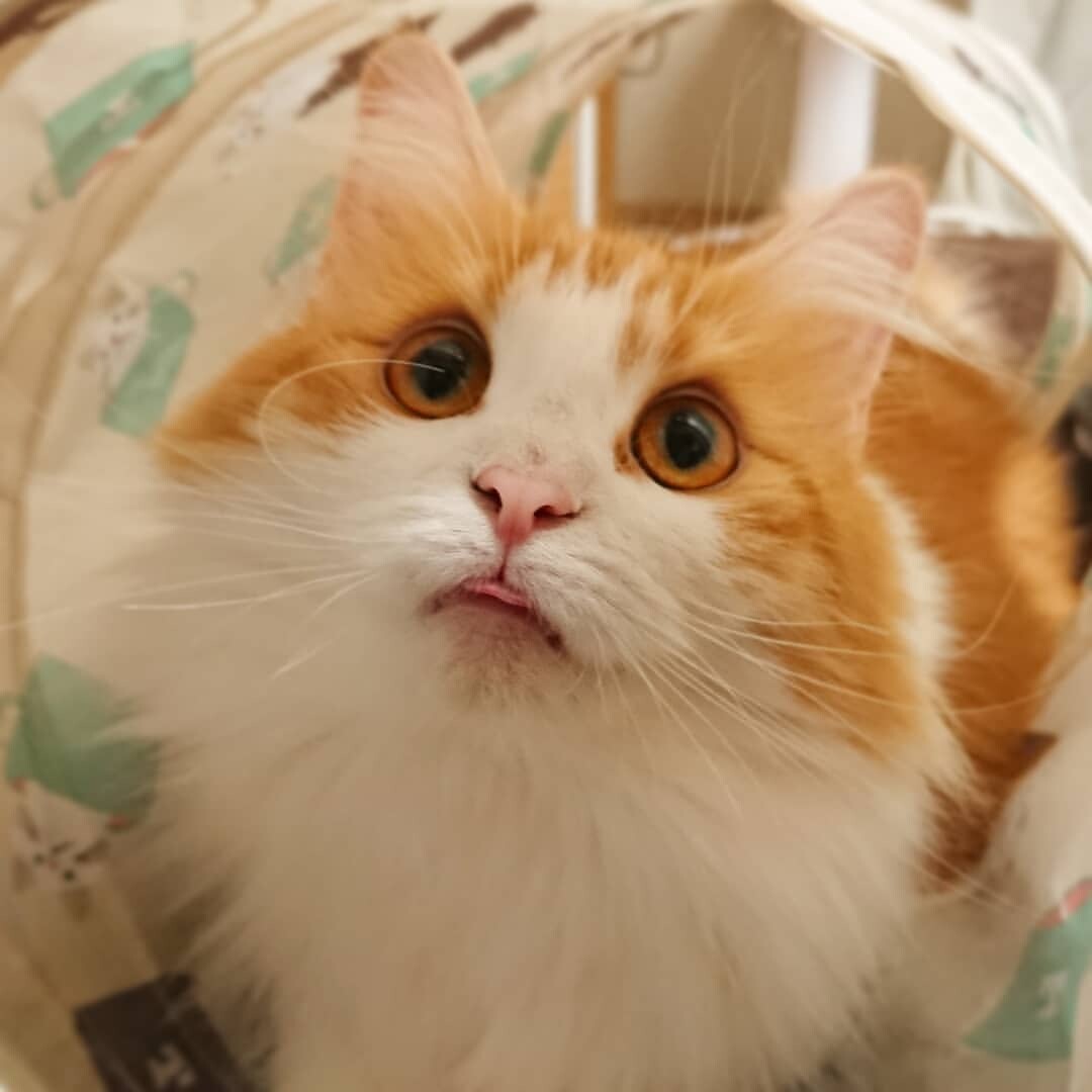 ハル