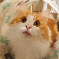 ハル