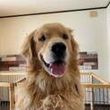 ゴールデン七夕生まれ3歳のギンです。