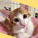 譲渡会9/6美形甘えん坊♂ふみチュパ♡チッパー君