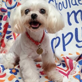 ビビりだけど人が好き！マルチーズ♂フロスティ