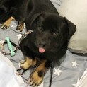 野犬の子生後7ヶ月フレンチブル風フェイス【つぶ】
