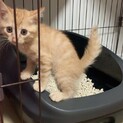 2ヶ月茶トラの男の子♪