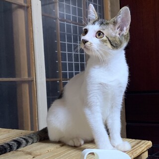 デコちゃん3ヶ月齢 人馴れ抜群元気で愛らしい女の子