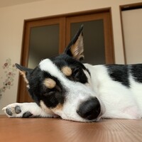 ここ丸