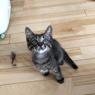 ありがとうございました✩.*˚可愛い黒キジくん