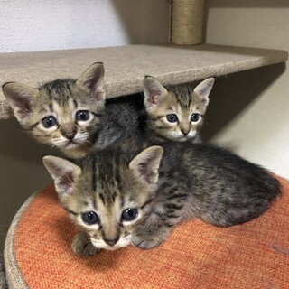 全員決まりました！ありがとうございます！