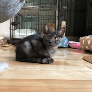 ありがとうございました✩.*˚グレーのルイージくん