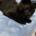 5.6ヶ月の子猫
