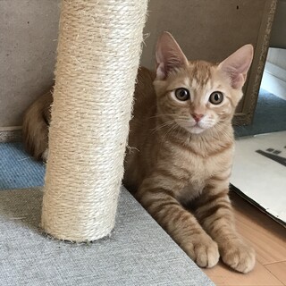 トライアル決定。ザ、茶トラのイケメン子猫