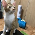 トライアル決定。甘えん坊な茶白くん