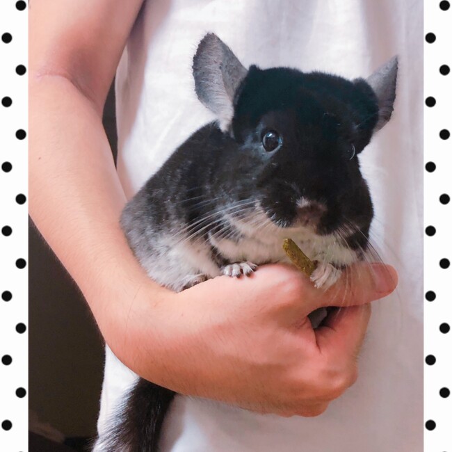 かおりん24のカバー写真