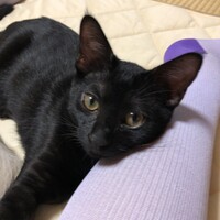 ジョルノ