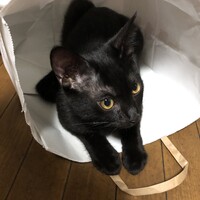 こてつ