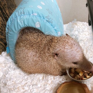 コモンテンレック