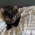 生後3ヶ月くらい　黒猫　女の子