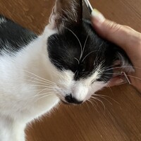 ちゃぷ