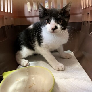 3兄弟の1匹だけ生き残った女の子