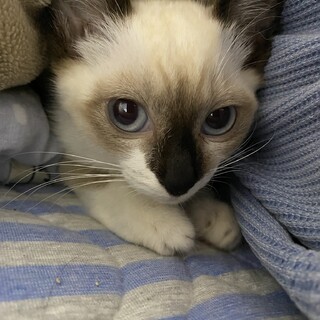 ありがとうございました