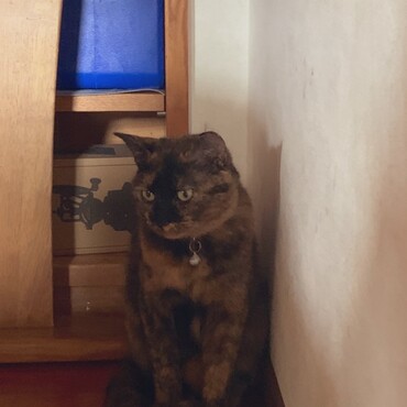 ぶぶたそ