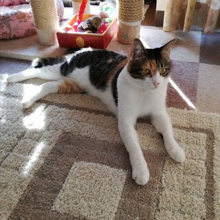 おすましみきちゃん