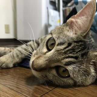 甘えん坊な紗良ちゃんの新しい家族を募集しています！