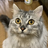 麦