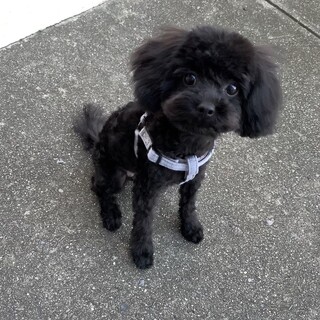 2歳のトイプードル 女の子です。