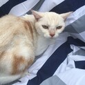 家猫として