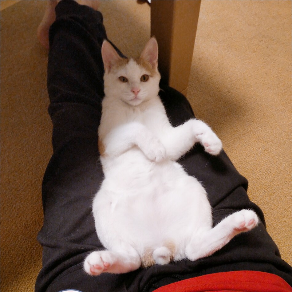 アミオのカバー写真