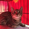 大人しいキジトラちゃん