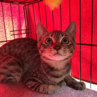 大人しいキジトラちゃん