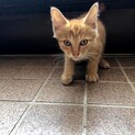 やんちゃで可愛い子猫ちゃん