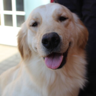 2才女の子　※大型犬飼育経験者希望　※地域外は不可