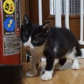 可愛いハチワレくん センターから引き出しました