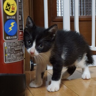 可愛いハチワレくん センターから引き出しました