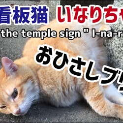 親戚寺の看板猫いなりちゃん