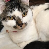よもぎ