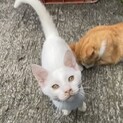 白い子猫