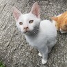 白い子猫 サムネイル2