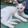 白い子猫 サムネイル3