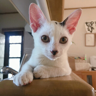 元気で可愛いお茶目な猫ちゃん