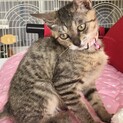 人なつこい大きなお耳小顔美人マーベラス（動画あり）