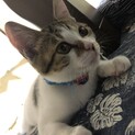 とても人懐こいの5ヶ月の子猫