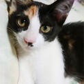 キュートなチーコちゃん