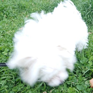 犬も人も大好きなマルチーズの女の子