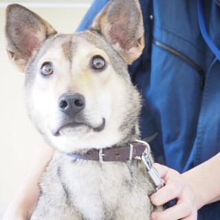 ◆ここから出して◆こしょう君