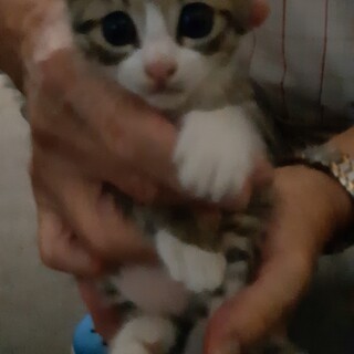 保護子ねこ里親募集